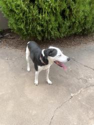 Found/Stray Male Dog last seen Eastside Shelter, Albuquerque, NM 87108