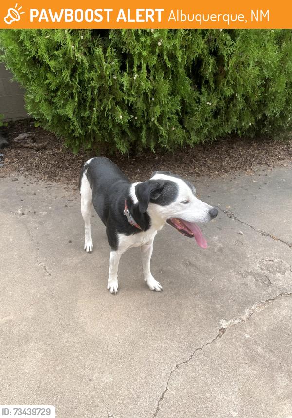 Found/Stray Male Dog last seen Eastside Shelter, Albuquerque, NM 87108