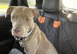 Shelter Stray Unknown Dog last seen VILLA CITY RD/CYPRESS BLUFF WAY GROVELAND 34736, 12280 County Rd 448, Tavares, FL 32778, USA