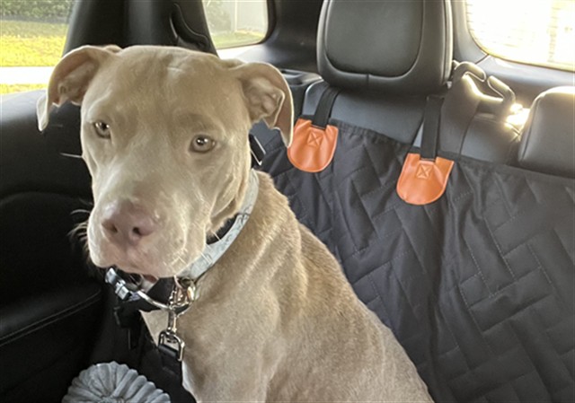 Shelter Stray Unknown Dog last seen VILLA CITY RD/CYPRESS BLUFF WAY GROVELAND 34736, 12280 County Rd 448, Tavares, FL 32778, USA