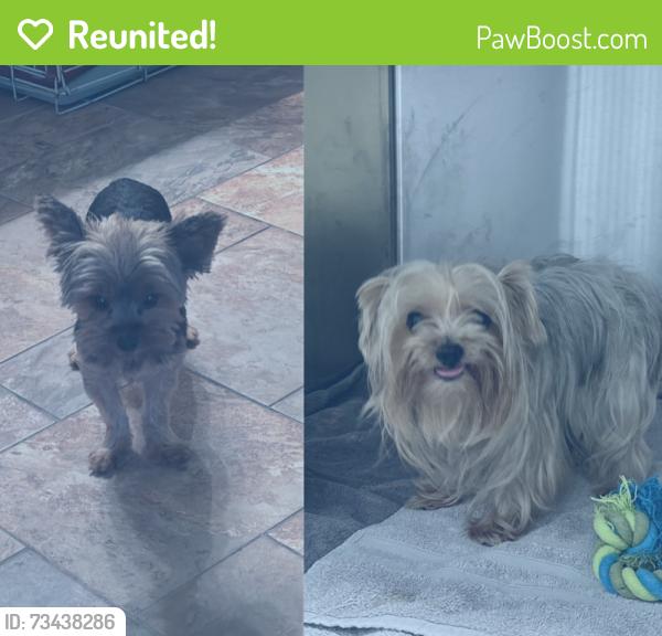 Reunited Female Dog last seen Breeze Park Dr., Houston, TX 77015