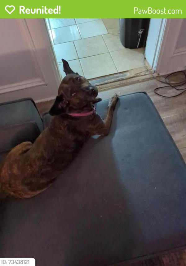 Reunited Female Dog last seen Lemp & Lynch, St. Louis, MO 63118