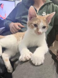 Lost Male Cat last seen Skyway Trailer Park, Indianapolis, IN 46241