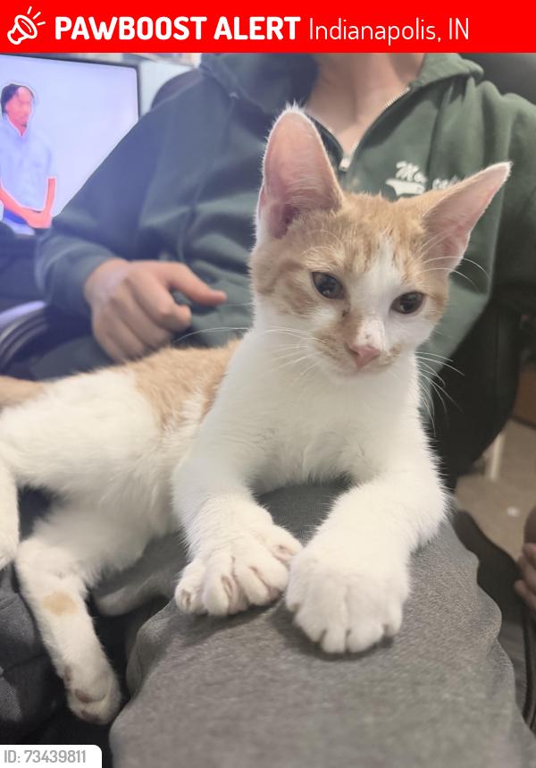 Lost Male Cat last seen Skyway Trailer Park, Indianapolis, IN 46241