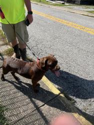 Found/Stray Unknown Dog last seen Main Street, Poca, WV 25159