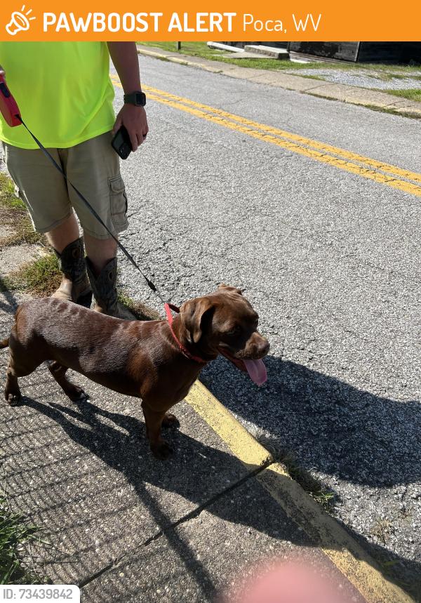 Found/Stray Unknown Dog last seen Main Street, Poca, WV 25159