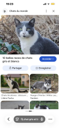 Found/Stray Unknown Cat last seen Near Rue de Verdun, Verdun, QC H4G 1K1, Montréal, QC H4G 1K1
