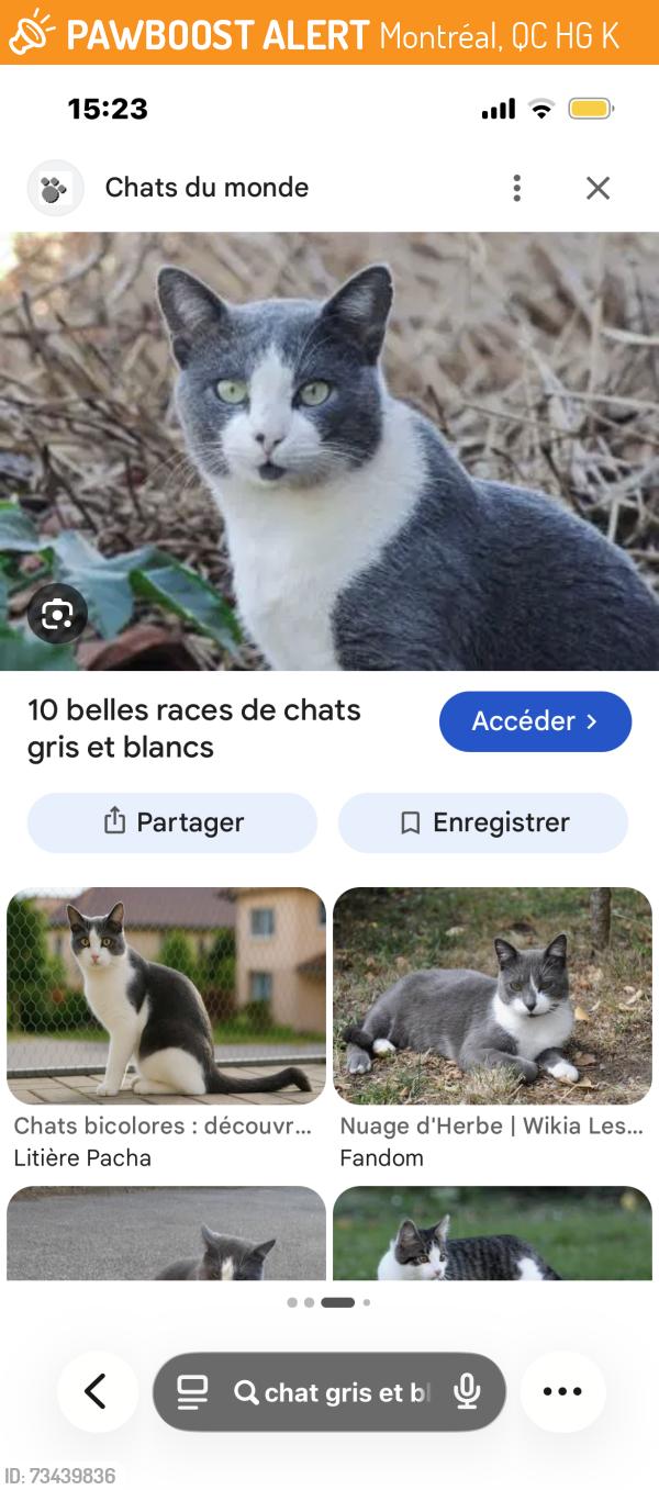 Found/Stray Unknown Cat last seen Near Rue de Verdun, Verdun, QC H4G 1K1, Montréal, QC H4G 1K1
