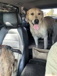 Reunited Female Dog last seen Summerfield Dr, Spring Valley, CA 91977, USA, Spring Valley, CA 91977