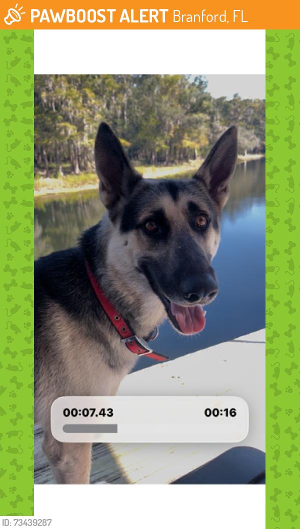 Found/Stray Male Dog last seen Suwannee River water Management Property, Branford, FL 32008