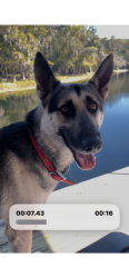 Found/Stray Male Dog last seen Suwannee River water Management Property, Branford, FL 32008