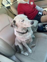 Found/Stray Female Dog last seen Lincolnton by on main street, Lincolnton, NC 28092