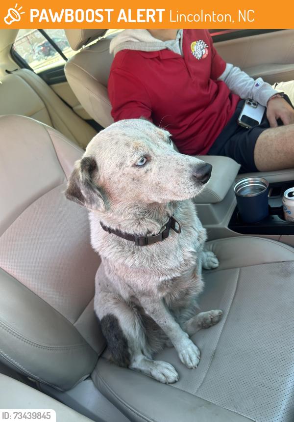 Found/Stray Female Dog last seen Lincolnton by on main street, Lincolnton, NC 28092