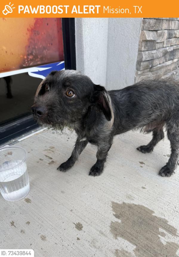 Found/Stray Male Dog last seen La Palma Azul, Mission, TX 78574