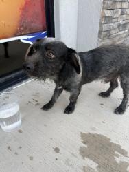 Found/Stray Male Dog last seen La Palma Azul, Mission, TX 78574