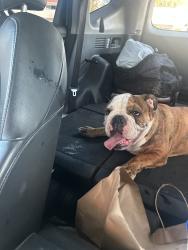 Reunited Female Dog last seen Summerfield Dr, Spring Valley, CA 91977, USA, Spring Valley, CA 91977