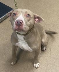 Shelter Stray Female Dog last seen Near Boulder Vista Dr., 30288, GA, 3280 Chamblee Dunwoody Rd, Chamblee, GA 30341, USA