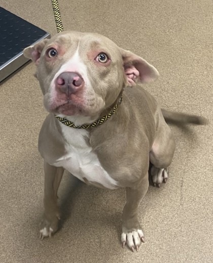Shelter Stray Female Dog last seen Near Boulder Vista Dr., 30288, GA, 3280 Chamblee Dunwoody Rd, Chamblee, GA 30341, USA