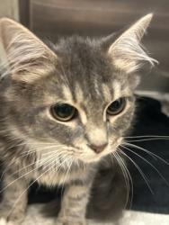 Shelter Stray Female Cat last seen Near Lavista Rd Tucker, GA 30084, 30084, GA, 3280 Chamblee Dunwoody Rd, Chamblee, GA 30341, USA