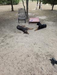 Found/Stray Male Dog last seen County road 341 and 2728, Kaufman County, TX 75161