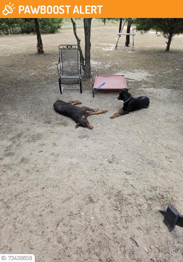 Found/Stray Male Dog last seen County road 341 and 2728, Kaufman County, TX 75161
