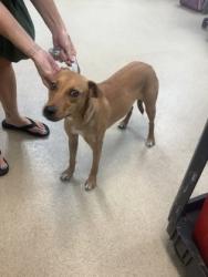 Shelter Stray Female Dog last seen Near Beach St, North District, TX, 355 Hillshire Dr, Haslet, TX 76052, USA