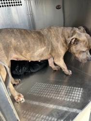 Shelter Stray Female Dog last seen Near E Rendon Crowley Rd, District 13 - Tarrant County, TX, 355 Hillshire Dr, Haslet, TX 76052, USA
