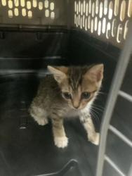 Shelter Stray Female Cat last seen Near E Humbolt St, Central District, TX, 355 Hillshire Dr, Haslet, TX 76052, USA
