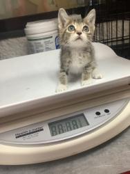 Shelter Stray Male Cat last seen Near E Humbolt St, Central District, TX, 355 Hillshire Dr, Haslet, TX 76052, USA
