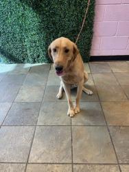 Shelter Stray Male Dog last seen Near COUNTRY CLUB PL, CITY of El Paso, TX, 5001 Fred Wilson Ave, El Paso, TX 79906, USA