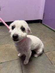 Shelter Stray Female Dog last seen Near tierra azteca dr, CITY of El Paso, TX, 5001 Fred Wilson Ave, El Paso, TX 79906, USA
