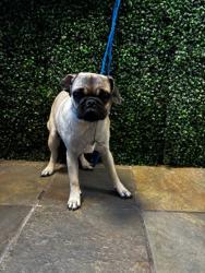 Shelter Stray Female Dog last seen Near mimosa ave, CITY of El Paso, TX, 5001 Fred Wilson Ave, El Paso, TX 79906, USA