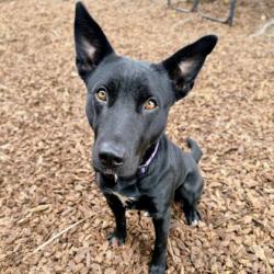 Shelter Stray Female Dog last seen Channel Way/ Regatta Dr, Oakland,, 1101 29th Ave, Oakland, CA 94601, USA
