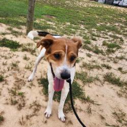 Shelter Stray Male Dog last seen Near Decker Ave SW, Atlanta, GA, 1251 Fulton Industrial Blvd NW, Atlanta, GA 30336, USA