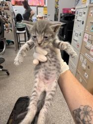 Shelter Stray Male Cat last seen Freshwater Beer Co. Pollock St, New Bern, NC, 1639 Old Airport Rd, New Bern, NC 28562, USA