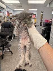 Shelter Stray Female Cat last seen Freshwater Beer Co. Pollock St, New Bern, NC, 1639 Old Airport Rd, New Bern, NC 28562, USA