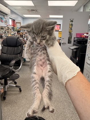 Shelter Stray Female Cat last seen Freshwater Beer Co. Pollock St, New Bern, NC, 1639 Old Airport Rd, New Bern, NC 28562, USA