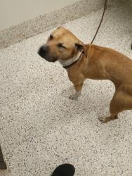 Shelter Stray Female Dog last seen Near dodson rd, Union City, GA, 1251 Fulton Industrial Blvd NW, Atlanta, GA 30336, USA