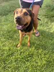 Found/Stray Male Dog last seen Near block of Charles Blvd Greenville NC, Greenville, NC 27858