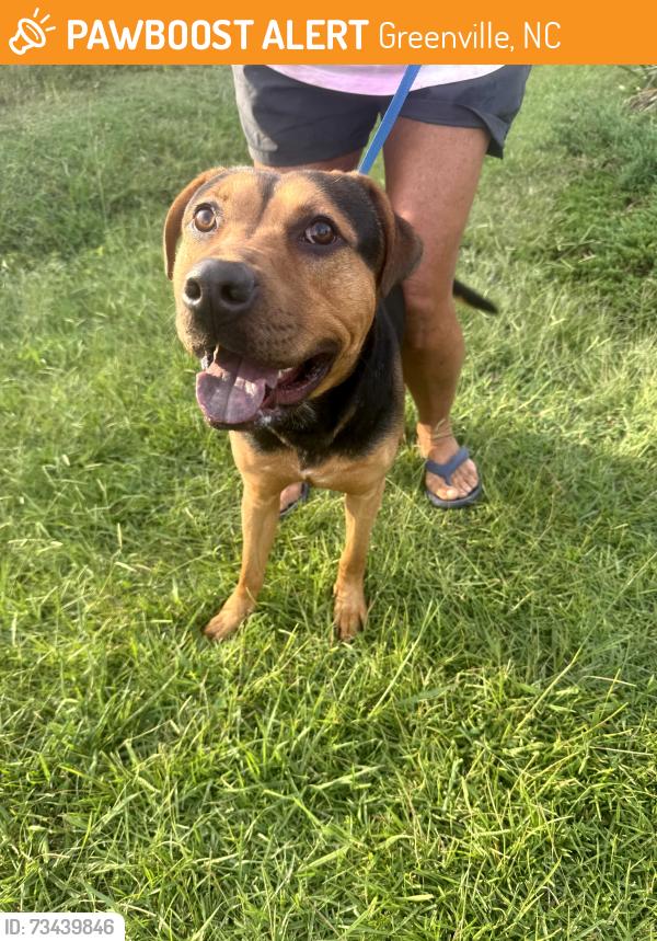 Found/Stray Male Dog last seen Near block of Charles Blvd Greenville NC, Greenville, NC 27858