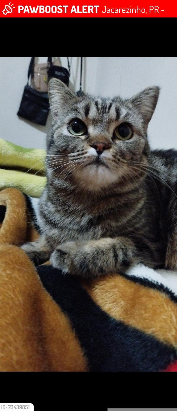 Lost Female Cat last seen Nova Jacarezinho, Jacarezinho, PR 86400-000