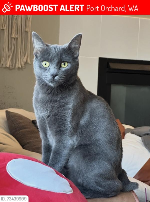 Lost Female Cat last seen McCormick Villiage, Port Orchard, WA 98367