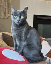 Lost Female Cat last seen McCormick Villiage, Port Orchard, WA 98367