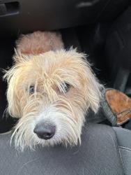 Found/Stray Male Dog last seen Mason st, Mabank, TX 75147