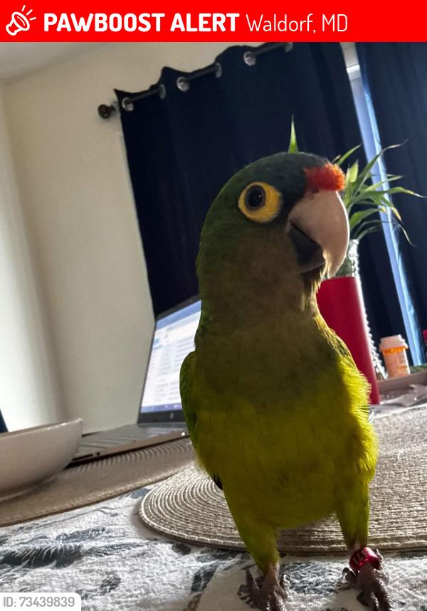 Lost Male Bird last seen Greystone Circle and University Drive, Waldorf, MD 20602