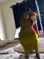 Lost Male Bird last seen Greystone Circle and University Drive, Waldorf, MD 20602