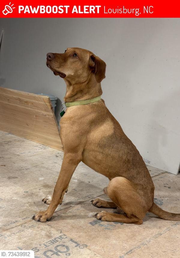 Lost Male Dog last seen Near fuller rd, Louisburg, NC 27549