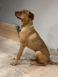Lost Male Dog last seen Near fuller rd, Louisburg, NC 27549
