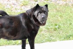Shelter Stray Female Dog last seen Forest Avenue, STATEN ISLAND, NY, 10303, 3139 Veterans Rd W, Staten Island, NY 10309, USA