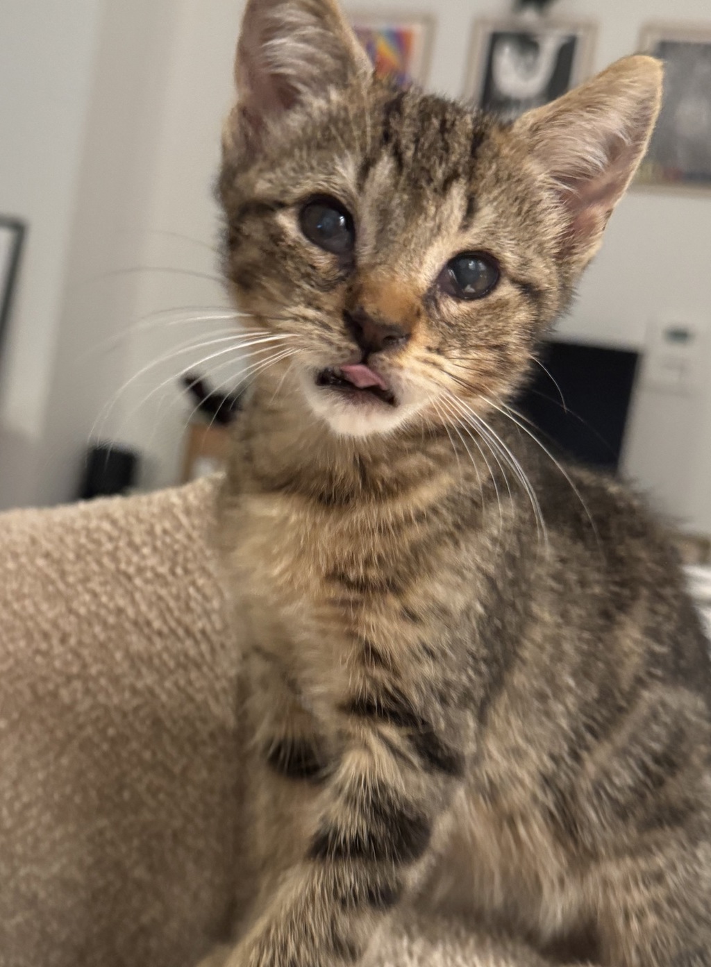 Shelter Stray Male Cat last seen Pelham Bay Park, BRONX, NY, 10465, 326 E 110th St, New York, NY 10029, USA